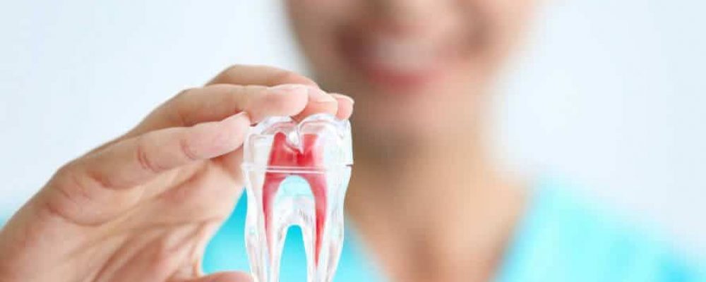 Arzt hält Zahnprothese hoch + Sind Zahnspangen in Österreich steuerlich absetzbar